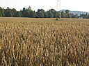 IMG_1401
